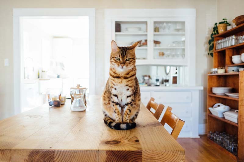 Pets & Animals